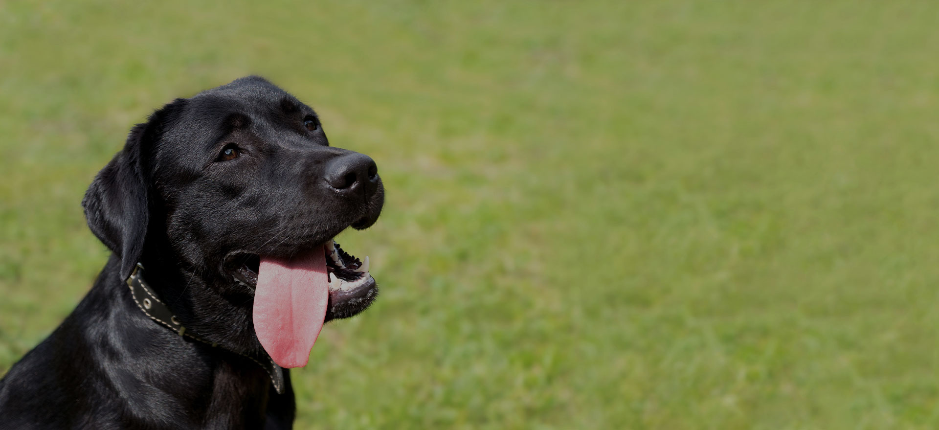 New Forest K9 Services
