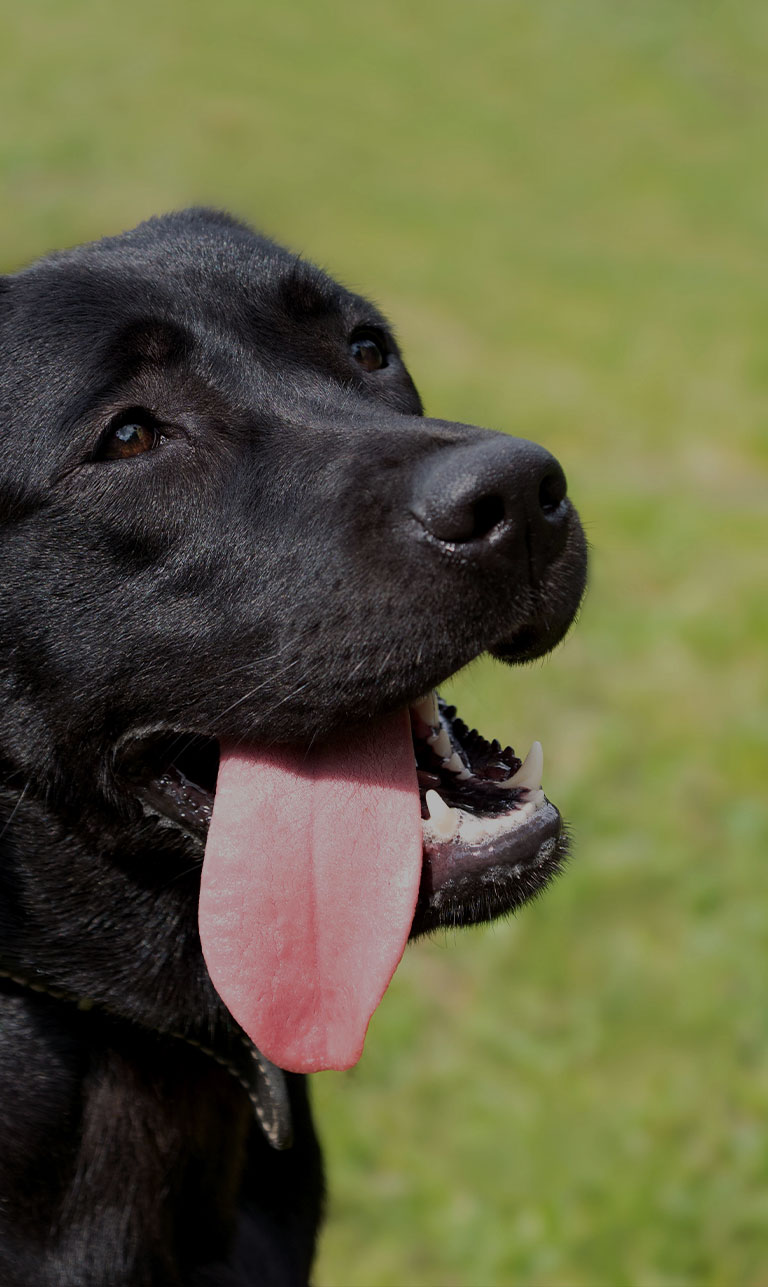 New Forest K9 Services